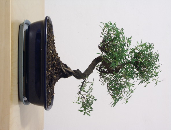 ithal bonsai saksi iegi  Ankara balgat iek yolla , iek gnder 