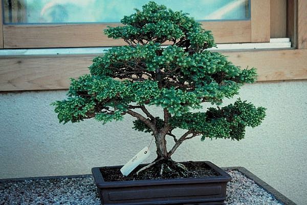 ithal bonsai saksi iegi  Ankara ankaya online iek gnderme