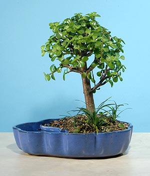 ithal bonsai saksi iegi  Ankara kaliteli taze ve ucuz iekler 