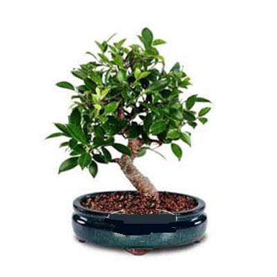 ithal bonsai saksi iegi  Ankara Anttepe yurtii iek siparii 