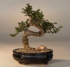 ithal bonsai saksi iegi  Ankara ankaya online iek gnderme