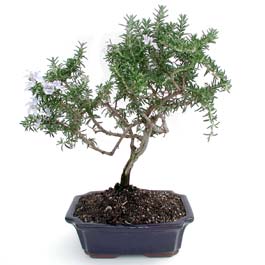 ithal bonsai saksi iegi  Ankara ankaya Oran 14 ubat sevgililer gn iek 