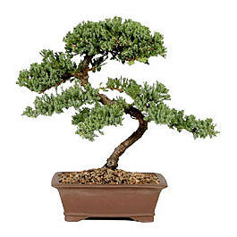 ithal bonsai saksi iegi  Ankara dikmen iek maazas 