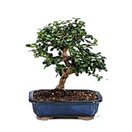  Ankara bilkent iek gnderme  ithal bonsai saksi iegi  Ankara ankaya online iek gnderme