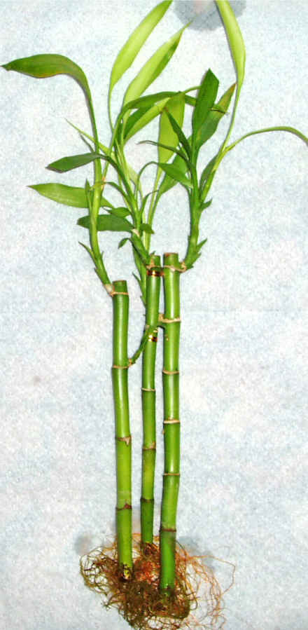 Lucky Bamboo 3 adet vazo hediye edilir   Ankara Balgat iek gnderme sitemiz gvenlidir 