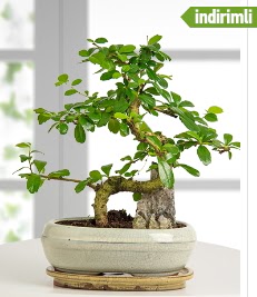 S eklinde ithal gerek bonsai japon aac  Ankara balgat gvenli kaliteli hzl iek 