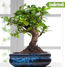 Bonsai japon aac  Ankara ankaya sevgilime hediye iek 