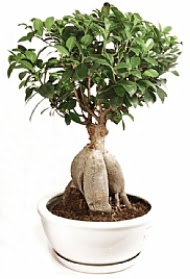 Bonsai japon aac yaprak dkmeyen  Ankara trkz iek gnderme 