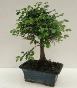 Bonsai saks bitkisi japon aac  Ankara kkesat iek , ieki , iekilik 