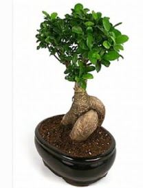 Bonsai saks bitkisi japon aac  Ankara Anttepe yurtii iek siparii 