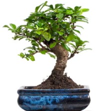 5 yanda japon aac bonsai bitkisi  Ankara ankaya sevgilime hediye iek 