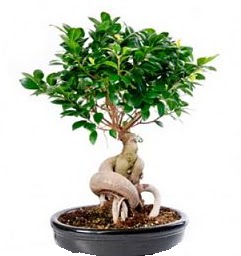 Bonsai Japon aac saks bitkisi  Ankara ankaya online iek gnderme