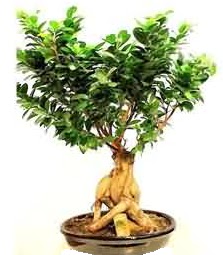 Bonsai Japon aac saks bitkisi  Ankara Anttepe yurtii iek siparii 