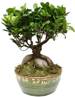 Japon aac bonsai saks bitkisi  Ankara Krkkonaklar cicekciler , cicek siparisi 