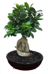 Japon aac bonsai saks bitkisi  Ankara ankaya iek online iek siparii 