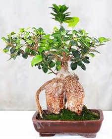 Japon aac bonsai saks bitkisi  Ankara ankaya iek online iek siparii 