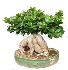 Japon aac bonsai saks bitkisi  Ankara cebeci cicek , cicekci 