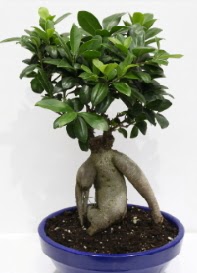 bonsai japon aac saks iei  Ankara seyranbalar iek siparii 