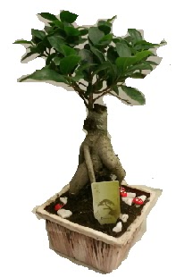 Japon aac bonsai seramik saks  Ankara merutiyet ieki maazas 