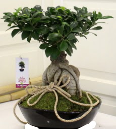 Japon aac bonsai sat  Ankara seyranbalar iek siparii 