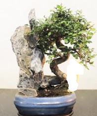 Japon aac bonsai saks bitkisi sat  Ankara balgat gvenli kaliteli hzl iek 