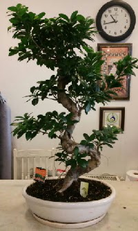 100 cm yksekliinde dev bonsai japon aac  Ankara Krkkonaklar cicekciler , cicek siparisi 