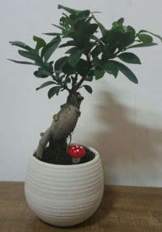 Bonsai japon aac saks iei  Ankara dikmen iek maazas 