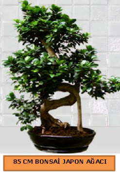 85 CM Japon aac Bonsai saks bitkisi  Ankara ankaya iek online iek siparii 