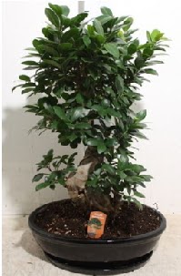 75 CM Ginseng bonsai Japon aac  Ankara anneler gn iek yolla 