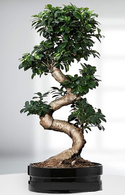 90 CM Japon Aac Bonsai saks iei  Ankara dikimevi iek siparii sitesi 