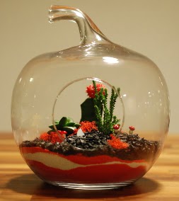 Elma Terrarium 3 kakts orta boy  Ankara ankaya online iek gnderme