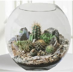 Cam fanus Terrarium 5 kakts  Ankara merutiyet ieki maazas 