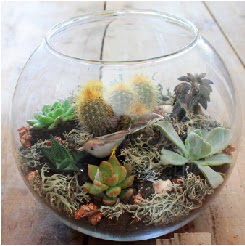 Cam fanusta 7 kaktsl terrarium  Ankara ankaya Oran online ieki , iek siparii 