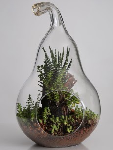 Armut cam kk boy terrarium  Ankara seyranbalar iek siparii 