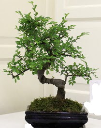 Bonsai saks iei  Ankara ankaya online iek gnderme