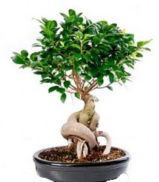 Bonsai japon aac seramik iinde  Ankara kaliteli taze ve ucuz iekler 