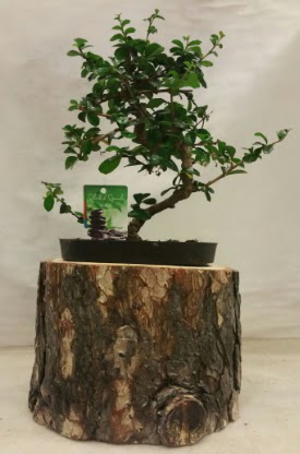 Doal ktk iinde bonsai japon aac  Ankara Krkkonaklar cicekciler , cicek siparisi 