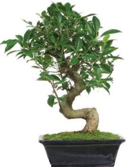 Bonsai saks bitkisi japon aac  Ankara balgat iek yolla , iek gnder 