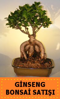 Ginseng bonsai sat japon aac  Ankara Balgat iek gnderme sitemiz gvenlidir 