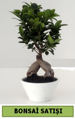 Bonsai japon aac sat  Ankara seyranbalar iek siparii 