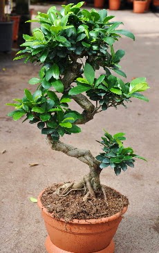 Orta boy bonsai saks bitkisi  Ankara kavakldere iek siparii vermek 