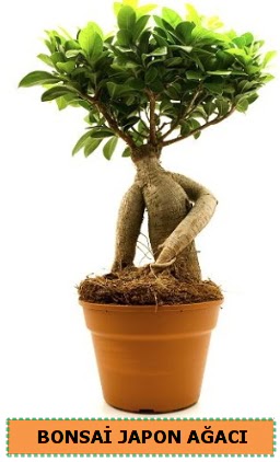 Bonsai japon aac sat  Ankara seyranbalar iek siparii 