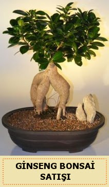 thal Ginseng bonsai sat japon aac  Ankara Anttepe yurtii iek siparii 