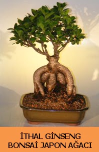 thal japon aac ginseng bonsai sat  Ankara Krkkonaklar cicekciler , cicek siparisi 