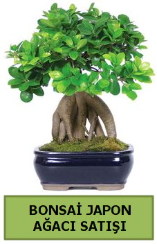 Bonsai japon aac sat  Ankara ankaya sevgilime hediye iek 