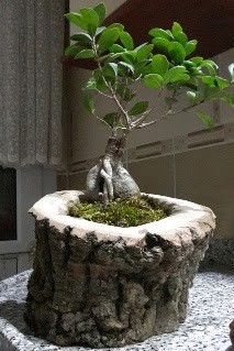 Ahap ktk ierisinde ginseng bonsai  Ankara kavakldere iek siparii vermek 