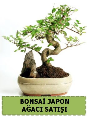 Bonsai japon  aac sat Minyatr thal  Ankara kavakldere iek siparii vermek 