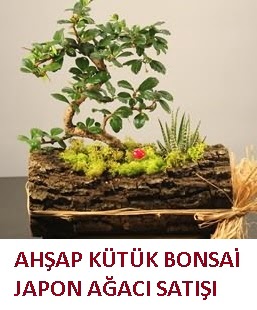 Ahap ktk ierisinde bonsai ve 3 kakts  Ankara ankaya Oran online ieki , iek siparii 