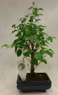 Minyatr bonsai japon aac sat  Ankara ankaya Oran 14 ubat sevgililer gn iek 