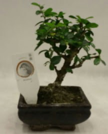 Kk minyatr bonsai japon aac  Ankara cebeci cicek , cicekci 